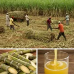 Centro-Sul amplia área de cana em 3%, mas preço do etanol cai no trimestre