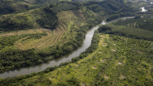 Edital destina R$ 618,75 milhões para restaurar vegetação na Bacia do Rio Doce
