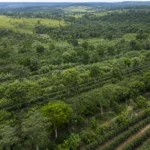 Câmara aprova política de agrofloresta, mas não define de onde virá o dinheiro