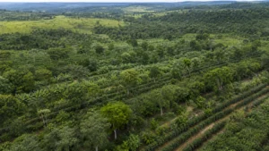 Câmara aprova política de agrofloresta, mas não define de onde virá o dinheiro