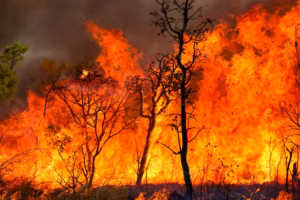 Incêndio florestal deixa 12 mortos no sul da Espanha