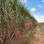 Safra de cana recua 2%, mas Centro-Sul amplia etanol e área colhida