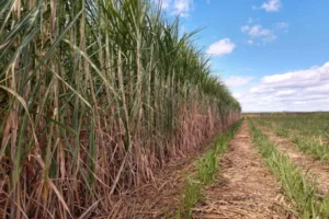 Safra de cana recua 2%, mas Centro-Sul amplia etanol e área colhida