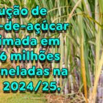 Safra de cana cai 5,1% e Conab projeta nova redução na oferta