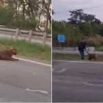Onça-parda atropelada em rodovia entre Piracicaba e Saltinho segue desaparecida