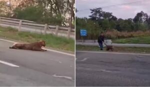 Onça-parda atropelada em rodovia entre Piracicaba e Saltinho segue desaparecida