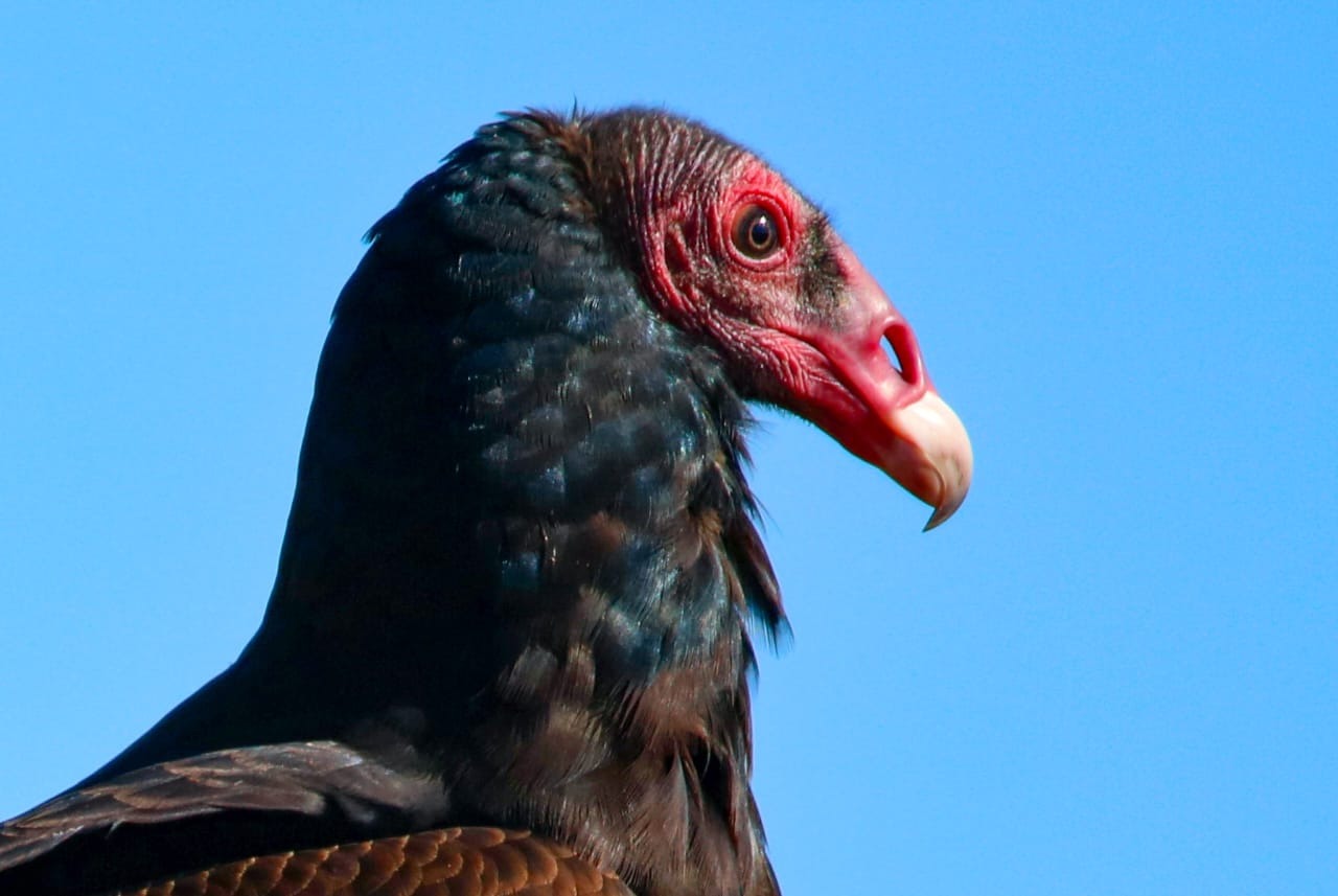 Detalhe da cabeca avermelhada do urubu-de-cabeca-vermelha registrado na zona rural de Piracicaba