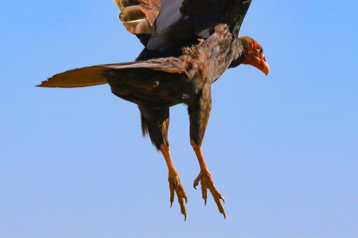 Urubu-de-cabeca-vermelha de asas abertas no momento do pouso em Piracicaba