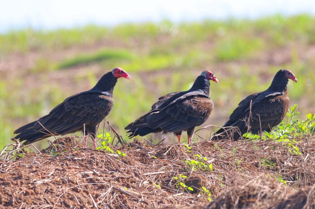 Grupo de urubus-de-cabeca-vermelha pousado no solo em area rural de Piracicaba