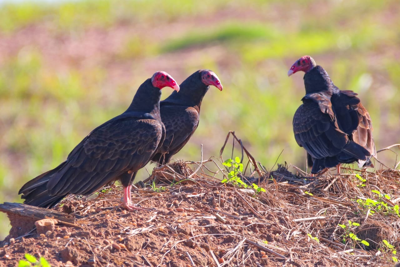 Tres urubus-de-cabeca-vermelha lado a lado em campo aberto na zona rural de Piracicaba