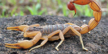 Verão é época de acidentes com escorpiões; veja cuidados