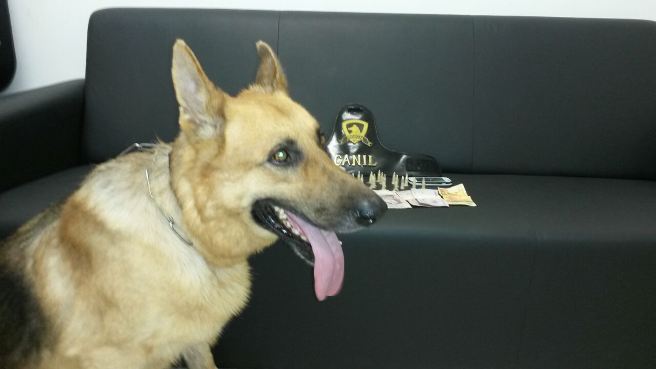 Cão Yan, da Guarda Civil, ajuda a localizar drogas e apreender três adolescentes