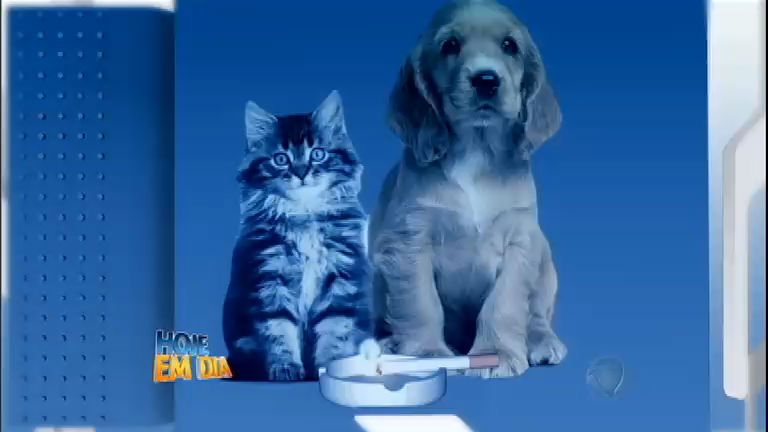 Fumante passivo: bichos de estimação podem ficar doentes com vício do dono