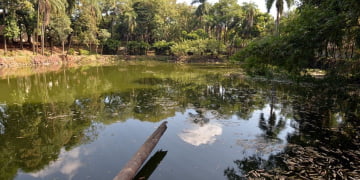 Antigo zoo de Limeira dará espaço a novo parque urbano