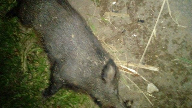 Foto: Ralf Eduardo da Silva / Você no Pira