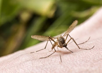 Em Piracicaba, 236 multas são aplicadas em casas com criadouros de Aedes aegypti