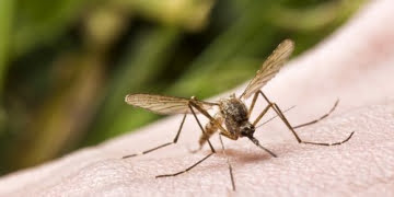 Em Piracicaba, 236 multas são aplicadas em casas com criadouros de Aedes aegypti