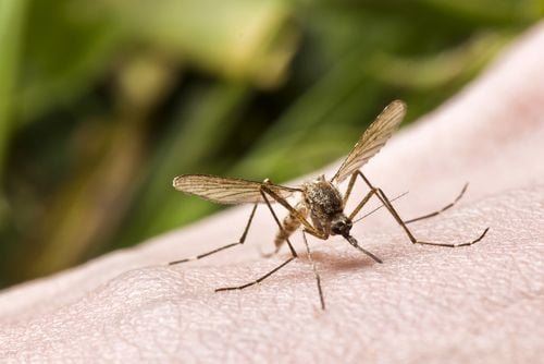Em Piracicaba, 236 multas são aplicadas em casas com criadouros de Aedes aegypti