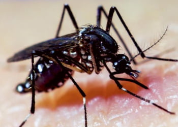 Saiba o que é boato e o que é verdade sobre o vírus Zika