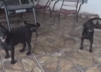 Moradores do Jupiá, em Piracicaba, denunciam abandono de animais