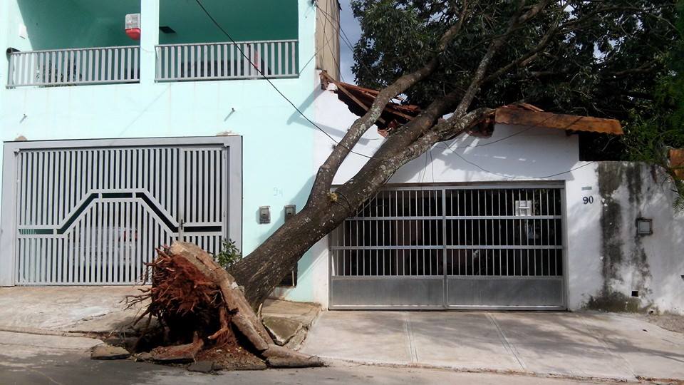 Durante chuva forte, árvore cai em cima de casa no Santa Rosa