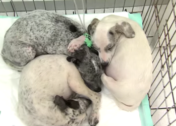Cachorros abandonados em terreno são resgatados por ONG de Campinas