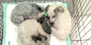 Cachorros abandonados em terreno são resgatados por ONG de Campinas