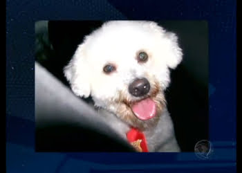 Família vive drama após ter cachorrinho levado durante assalto em São Paulo