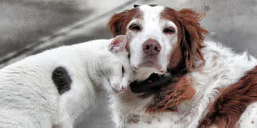 Protetores preparam em Piracicaba um “Bingo Animal”