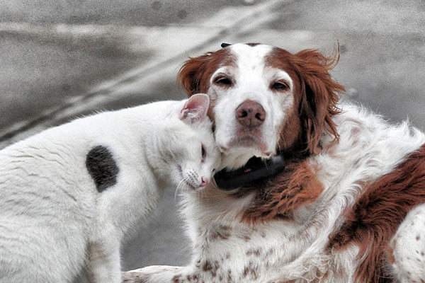 Protetores preparam em Piracicaba um “Bingo Animal”