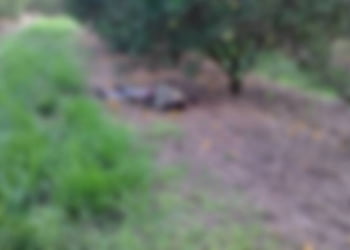 Corpo em estado avançado de decomposição é encontrado em plantação de laranja