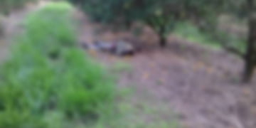 Corpo em estado avançado de decomposição é encontrado em plantação de laranja