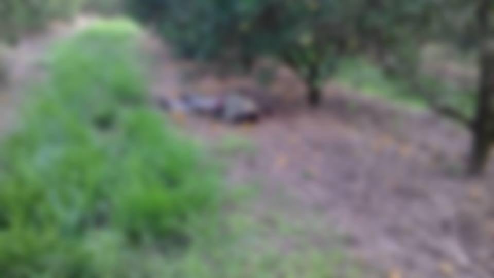 Corpo em estado avançado de decomposição é encontrado em plantação de laranja
