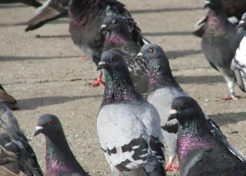 Foto: ReproduÃ§Ã£o