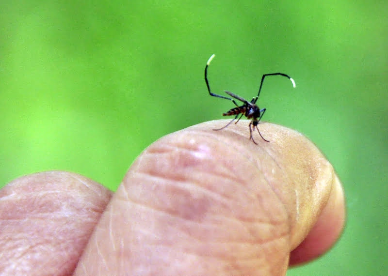 Saúde amplia em mais de 50% o número de arrastões contra a dengue