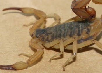 Águas de São Pedro registra aparecimento de escorpião