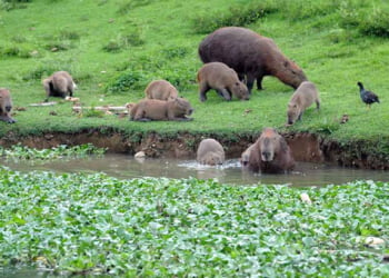 Capivaras ajudam a espalhar carrapatos que causam a febre maculosa - Foto: ReproduÃ§Ã£o