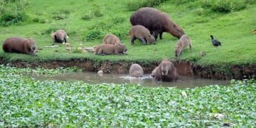 Capivaras ajudam a espalhar carrapatos que causam a febre maculosa - Foto: Reprodução