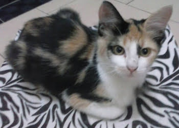 Foto: VocÃª no PiraNOT