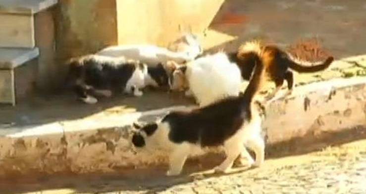 Assassino volta a atacar e mata mais cinco gatos do Cemitério da Saudade