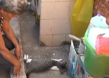 Sete gatos são envenenados e mortos em Limeira