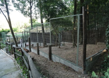 Recinto do cachorro do mato recebe melhorias no Parque Ecológico de Nova Odessa