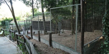 Recinto do cachorro do mato recebe melhorias no Parque Ecológico de Nova Odessa