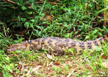 Turistas estariam ‘judiando’ do jacaré da Vollet Sachs, em Piracicaba