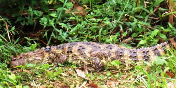 Turistas estariam ‘judiando’ do jacaré da Vollet Sachs, em Piracicaba