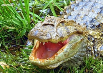 Jacaré da Vollet será levado para o Tanquã, o mini-pantanal piracicabano