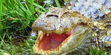 Jacaré da Vollet será levado para o Tanquã, o mini-pantanal piracicabano