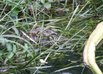 Internauta flagra jacaré na Vollet Sachs, em Piracicaba