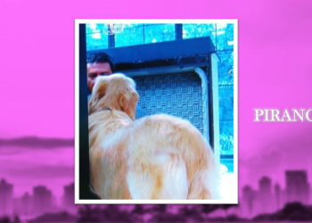 Rosto do interprete do Loro José vaza ao vivo no “Mais Você”