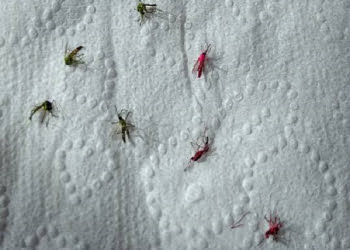 Foto: Angela Cristina Toledo / Grupo PiraNOT.com - Facebook